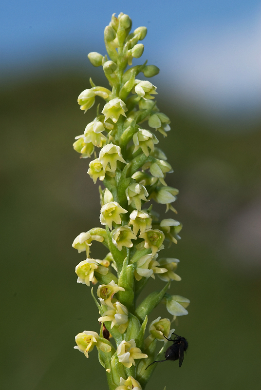 Châtel (Haute-Savoie),<br />16 juillet 2010